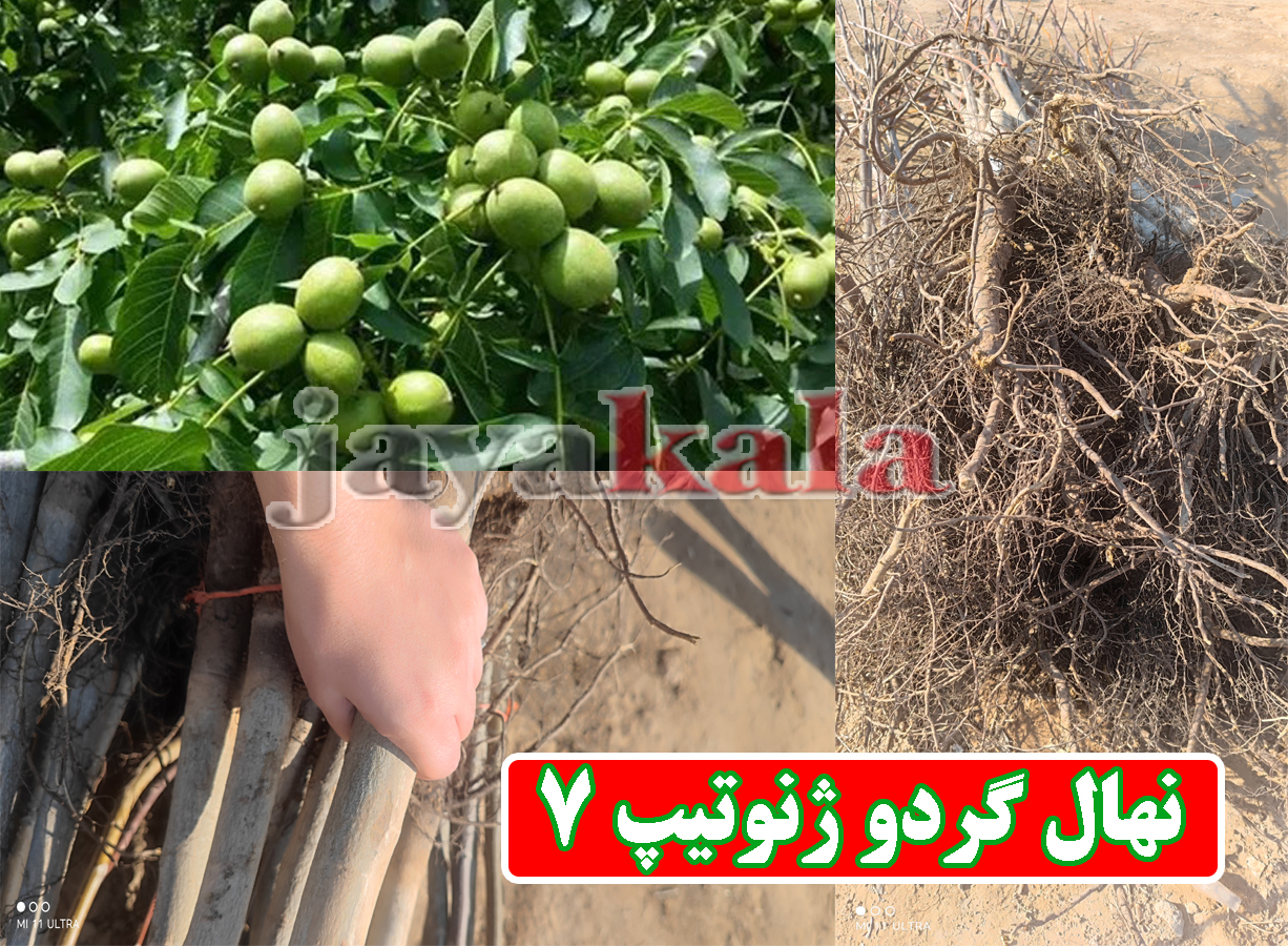 نهال گردو ژنوتیپ 7 | بررسی کاشت و رسیدگی