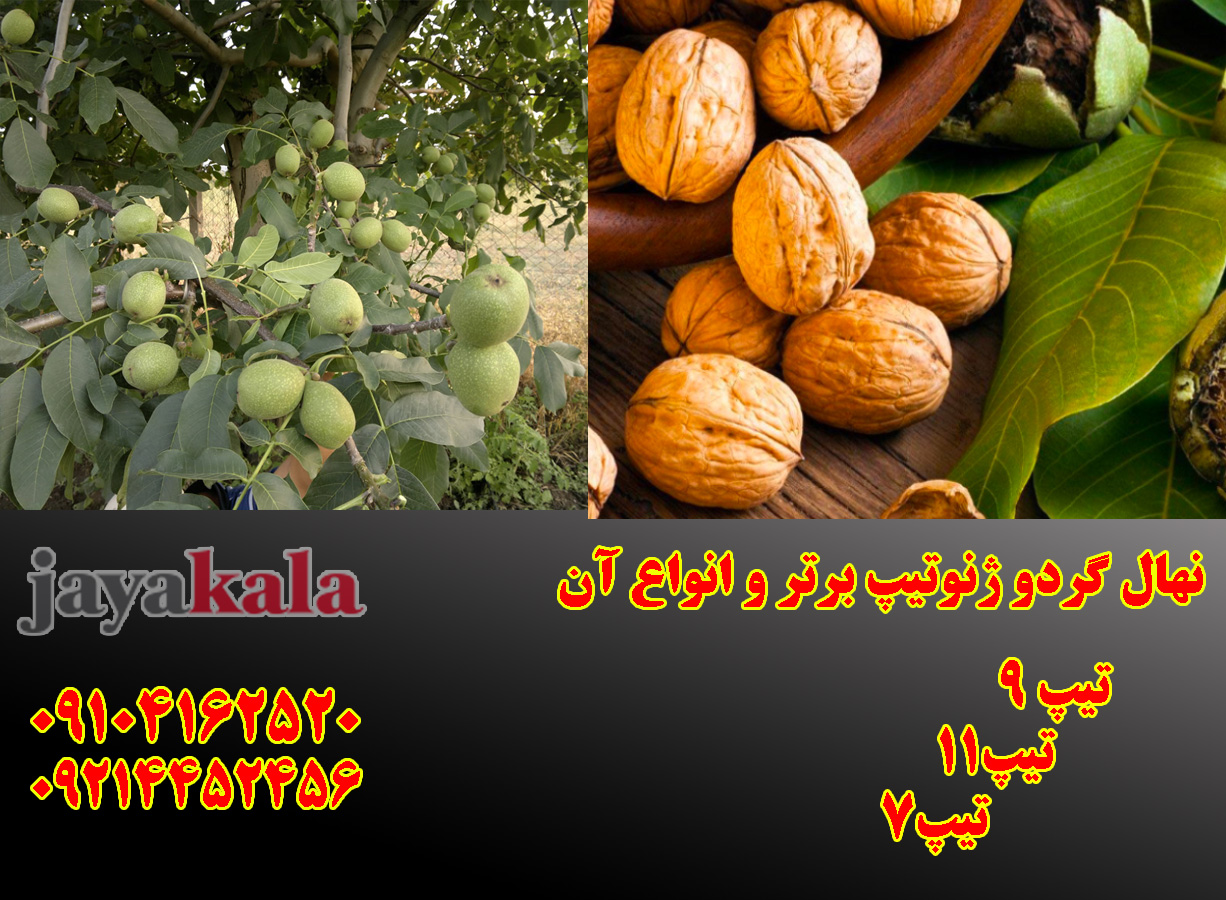 نهال گردو ژنوتیپ برتر و انواع آن