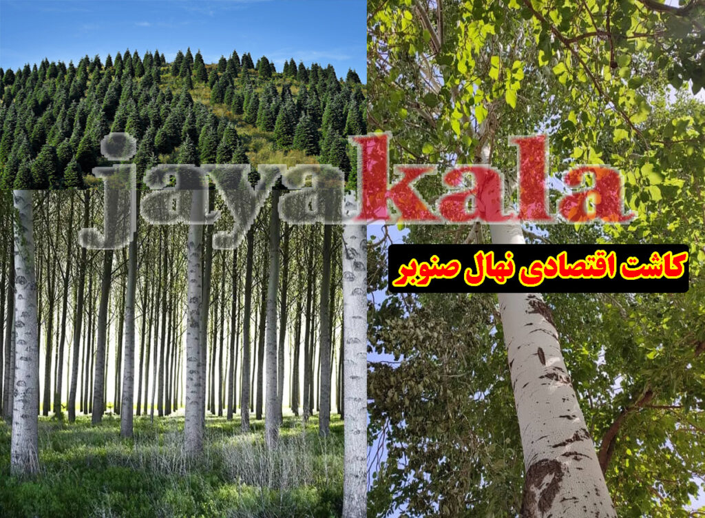 کاشت اقتصادی نهال صنوبر