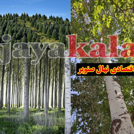 کاشت اقتصادی نهال صنوبر