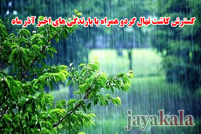 گسترش کاشت نهال گردو همراه با بارندگی های اخیر آذر ماه