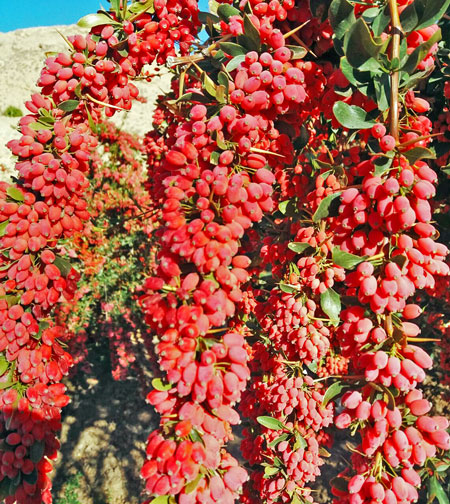 درخت زرشک پلویی بالغ