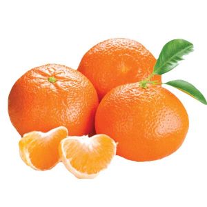 نهال نارنگی کینو