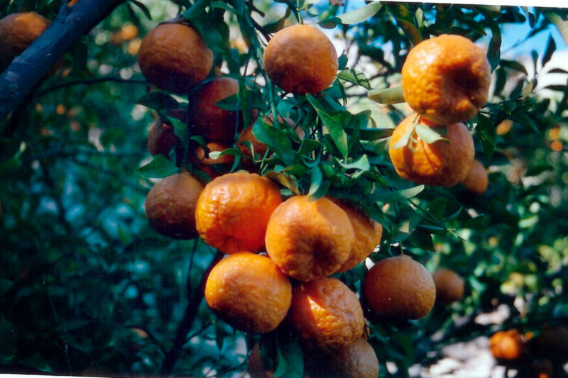 باردهی نهال نارنگی محلی (بمی/سیاهو)