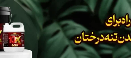 بهترین راه برای کلفت شدن تنه درختان
