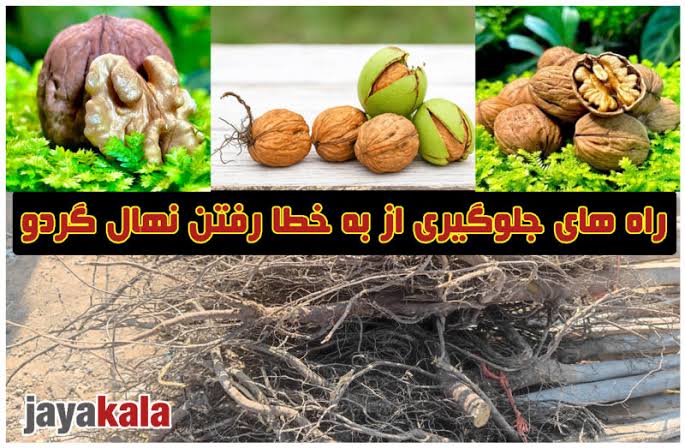 راه های جلوگیری از به خطا رفتن نهال گردو، روش هایی که باغداران باید بدانند و به آن عمل کنند
