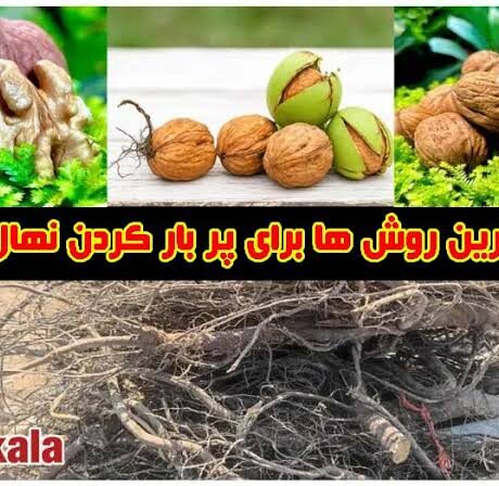 ساده ترین روش ها برای پر بار کردن نهال گردو با بالاترین بازدهی در سال های اولیه