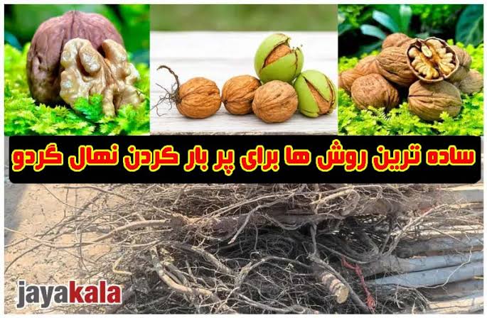 ساده ترین روش ها برای پر بار کردن نهال گردو با بالاترین بازدهی در سال های اولیه