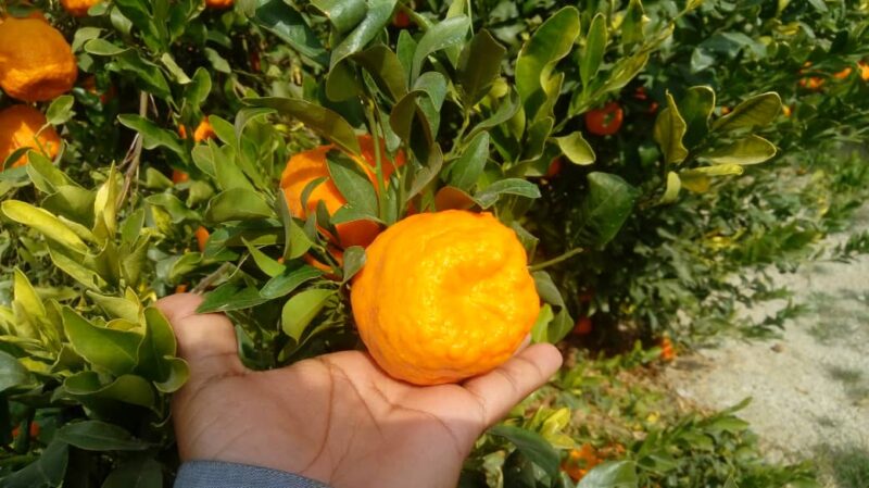جدول نهال نارنگی محلی (بمی/سیاهو)