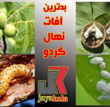 بدترین آفات نهال گردو کدامند و روش های مقابله با این آفات چیست