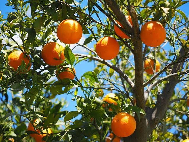 بهترین نهال های پرتقال برای مناطق سرد