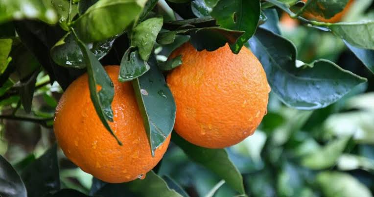 بهترین نهال های پرتقال برای مناطق سرد