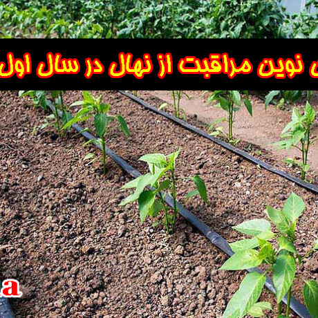 تکنیک‌ های نوین مراقبت از نهال در سال اول کاشت