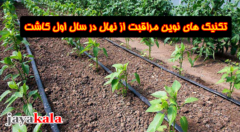 تکنیک‌ های نوین مراقبت از نهال در سال اول کاشت