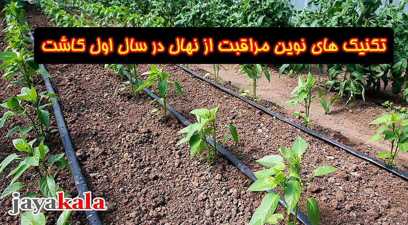 تکنیک‌ های نوین مراقبت از نهال در سال اول کاشت