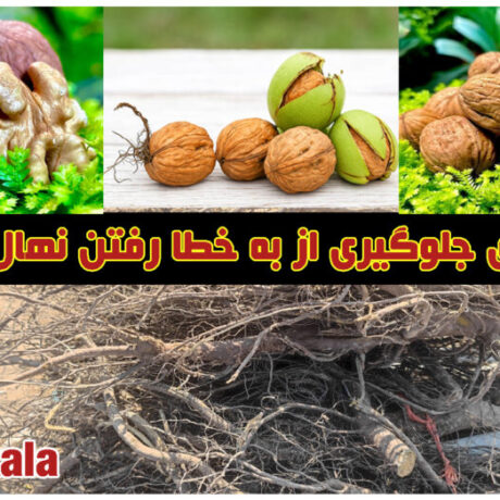 راه های جلوگیری از به خطا رفتن نهال گردو، روش هایی که باغداران باید بدانند و به آن عمل کنند