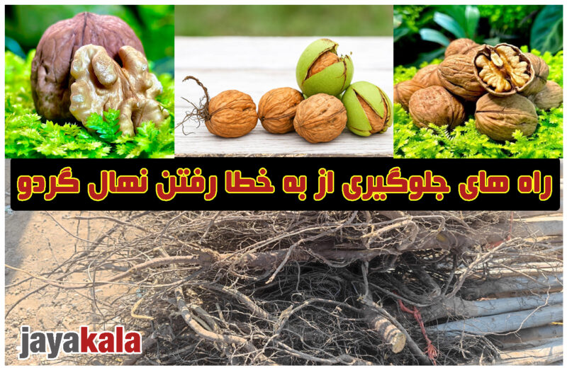 راه های جلوگیری از به خطا رفتن نهال گردو، روش هایی که باغداران باید بدانند و به آن عمل کنند