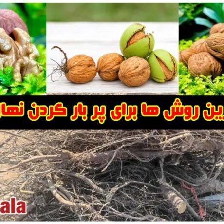 روش ها برای پر بار کردن نهال گردو