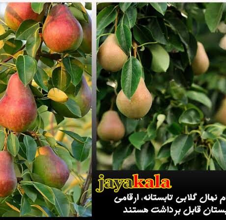 معرفی ارقام نهال گلابی تابستانه، ارقامی که در تابستان قابل برداشت هستند