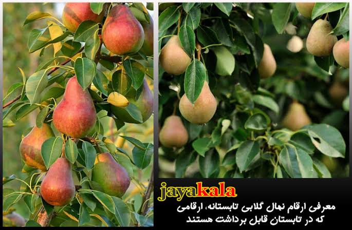 معرفی ارقام نهال گلابی تابستانه، ارقامی که در تابستان قابل برداشت هستند