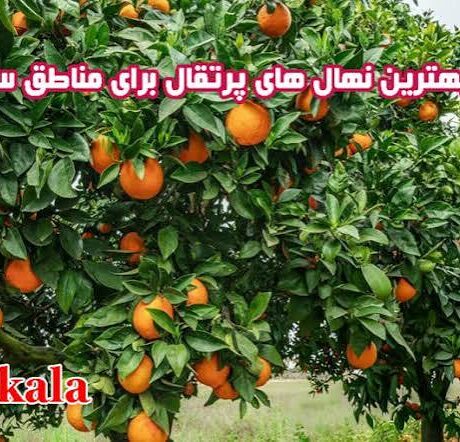 معرفی بهترین نهال های پرتقال برای مناطق سردسیری