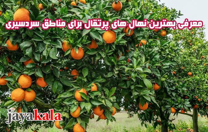 معرفی بهترین نهال های پرتقال برای مناطق سردسیری