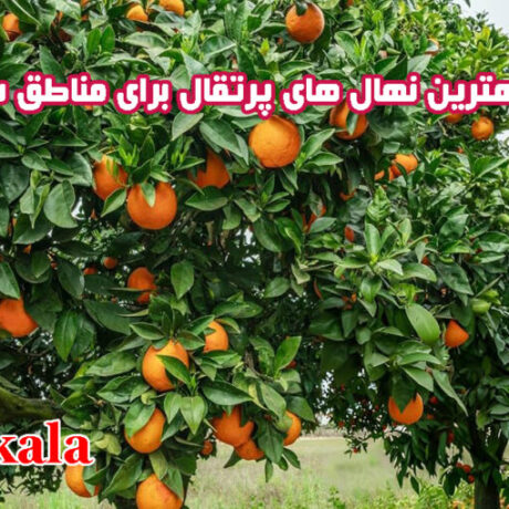 معرفی بهترین نهال های پرتقال برای مناطق سردسیری
