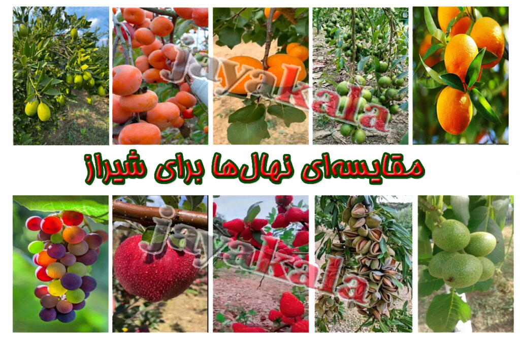 مقایسه‌ای نهال‌ها برای شیراز