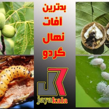 بدترین آفات نهال گردو کدامند و روش های مقابله با این آفات چیست