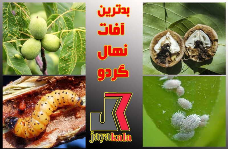 بدترین آفات نهال گردو کدامند و روش های مقابله با این آفات چیست