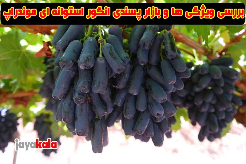 نهال انگور موندراپ، بررسی ویژگی ها و بازار پسندی انگور استوانه ای موندراپ