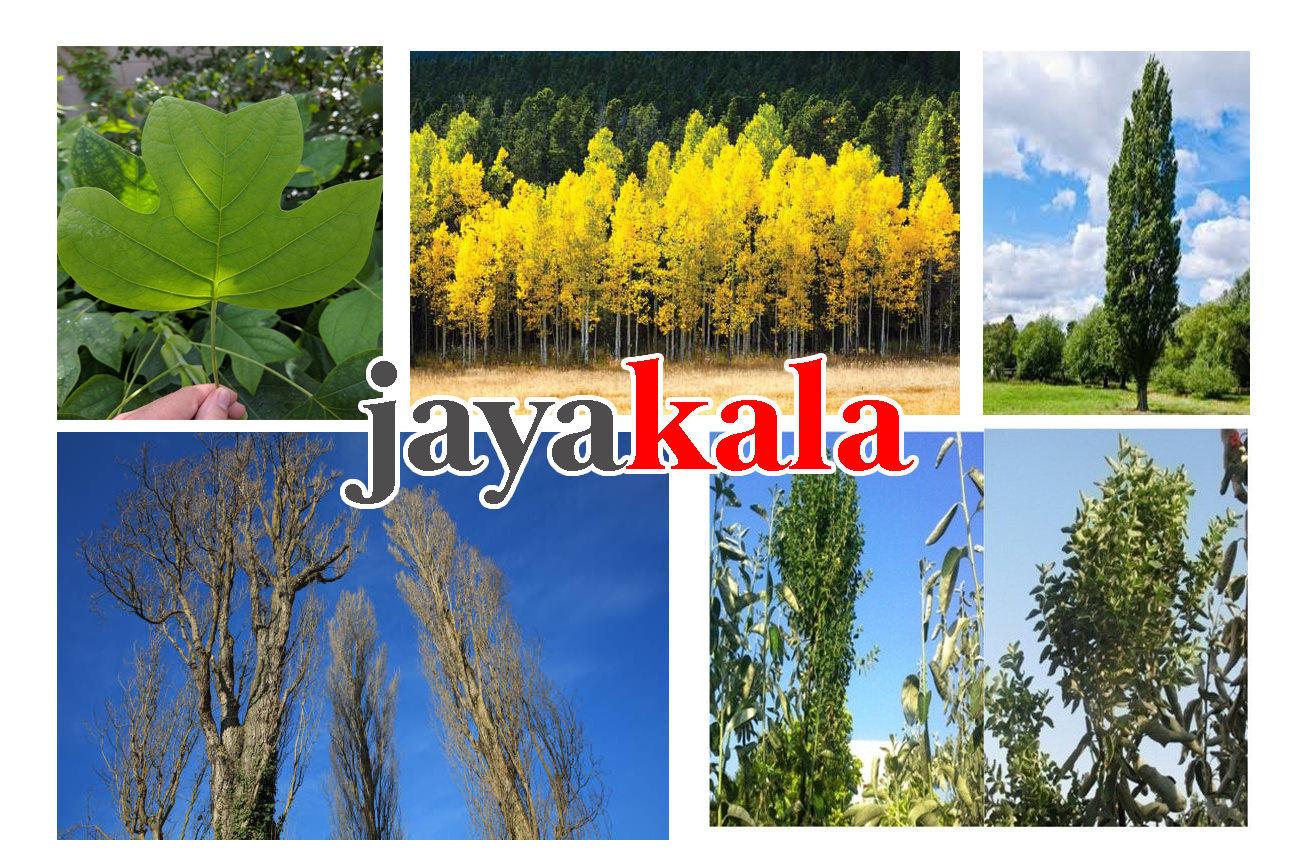 نهال صنوبر، بررسی کامل نهال صنوبر و معرفی بهترین صنوبر های اقتصادی برای منطقه شما