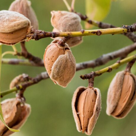 ویژگی های بهترین نهال بادام و معرفی نهال های بادام مناسب برای ایران