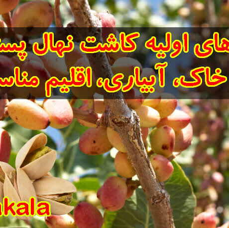 نیاز های اولیه کاشت نهال پسته، نوع خاک، آبیاری، اقلیم مناسب