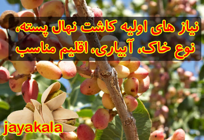 نیاز های اولیه کاشت نهال پسته، نوع خاک، آبیاری، اقلیم مناسب