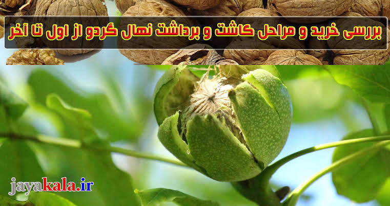 بررسی خرید و مراحل کاشت و برداشت نهال گردو از اول تا آخر