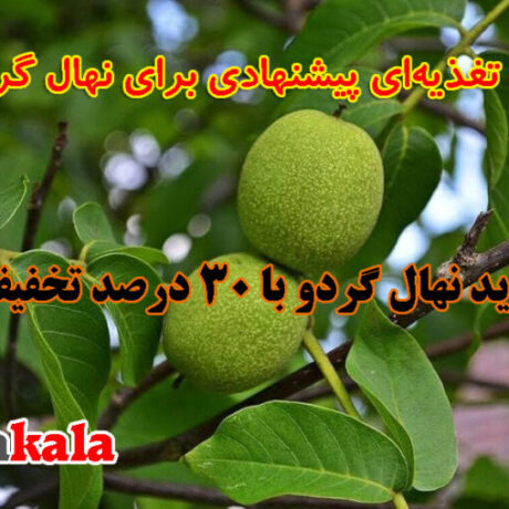 بهترین کارهایی که برای باردهی عالی نهال گردو باید انجام داد