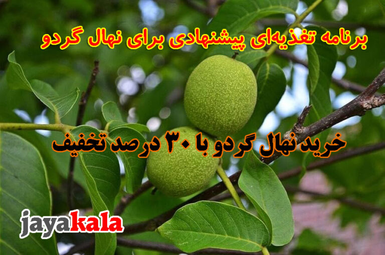 بهترین کارهایی که برای باردهی عالی نهال گردو باید انجام داد
