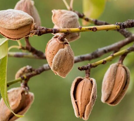 ویژگی های بهترین نهال بادام و معرفی نهال های بادام مناسب برای ایران