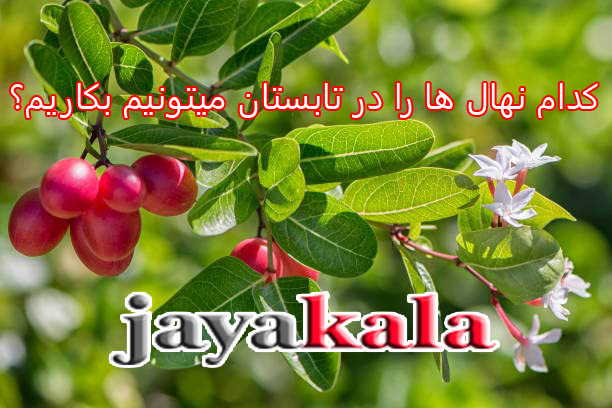 کدام نهال ها را در تابستان میتونیم بکاریم؟