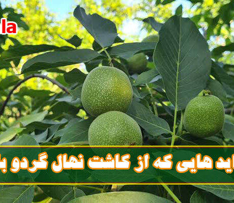 باید و نباید هایی که از کاشت نهال گردو باید بدانیم
