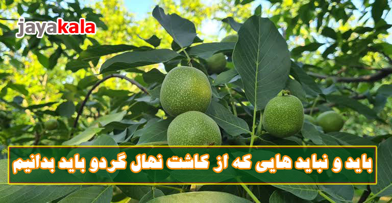 باید و نباید هایی که از کاشت نهال گردو باید بدانیم