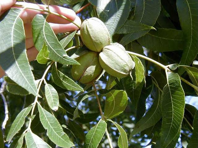 پکان چروکی (Cherokee)